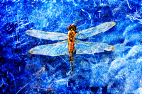 LadyBugs, Butterflies and Dragonflies Artwork