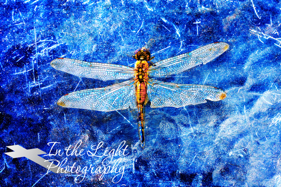 Dragonfly On Ice