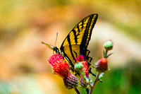 Yellow and Black Swallow Tail Butterfly  On Pink Thistle