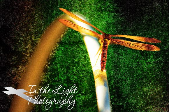 Dragonfly On a Glowing Arch