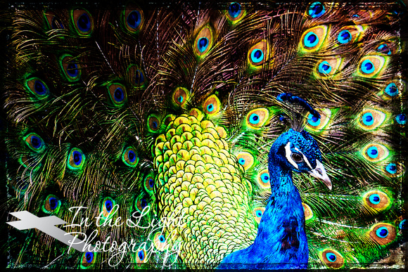 Regal Peacock