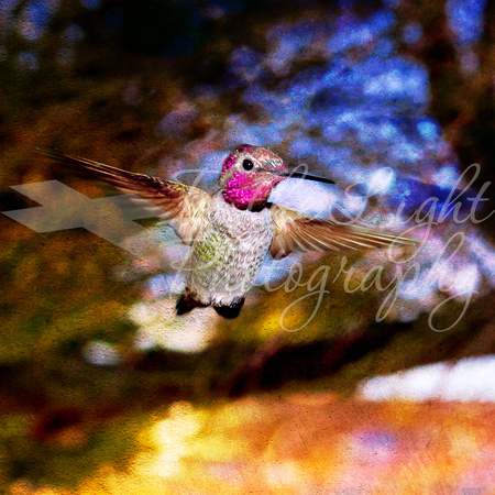 Golden Light, Hummingbird Flight