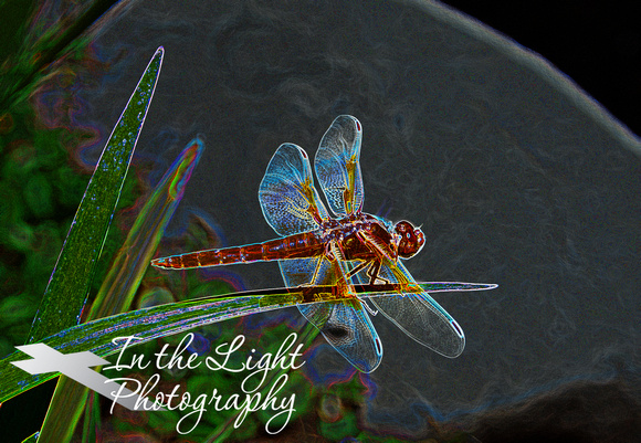 Glowing Red Dragonfly