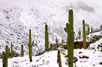 Snow Covered Saguaro Valley