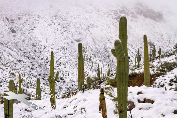 Snow Covered Saguaro Valley