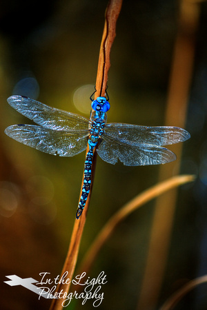 blue dragonfly on a cracked reed