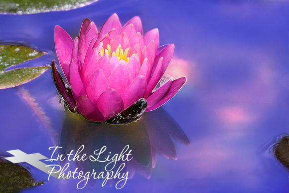 Iridescent Lotus