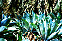 Palms Over Agave