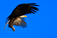 Landing Eagle