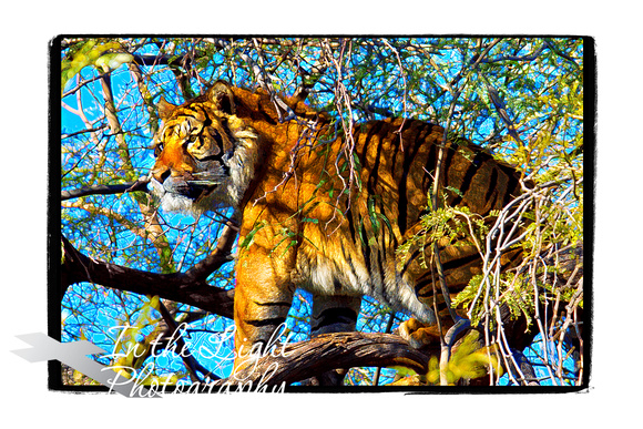 Tiger Up A Tree