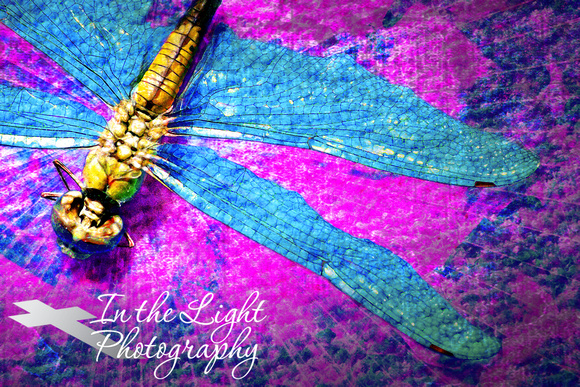 Dragonfly On the Magenta Diagonal