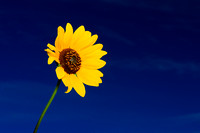 Yellow On Blue:  A Sunflower's Story