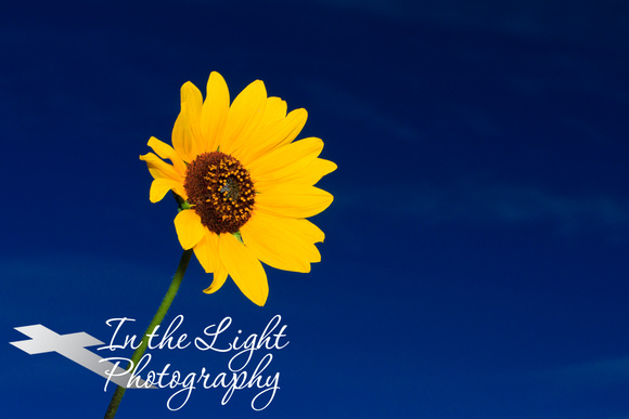 Yellow On Blue:  A Sunflower's Story