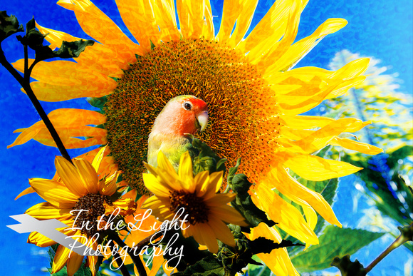 Portrait of a Peach-Faced Lovebird Enjoying the Sun