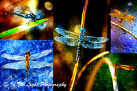 ArtDragonflies