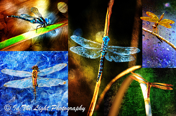 ArtDragonflies
