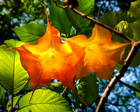 Two Yellow Trumpets