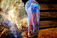 Turkey in a Peacock Costume