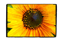 Textured Sunflower