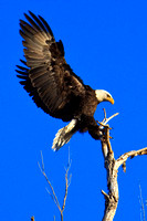 Outstretched Eagle