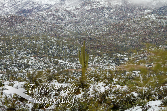 Snowy Saguaro By Creek
