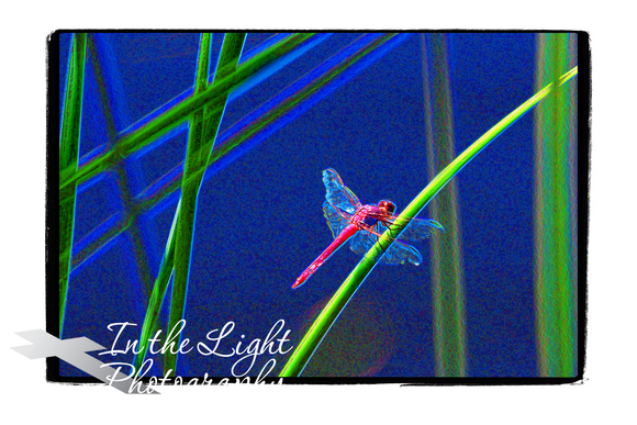 Bright Magenta Dragonfly