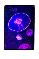 Glowing Purple Jellyfish