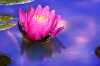 Iridescent Lotus