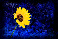 Sunflower On Blue