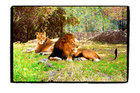 Lounging Lions