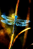 Blue Dragonfly On a Cracked Reed