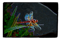 Glowing Red Dragonfly