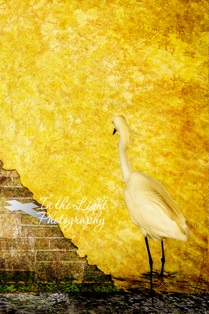 Yellow Wall Snowy Egret